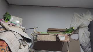 귀농귀촌 앵무새 놀아주기 Playing parrots …