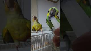 귀농귀촌 아마존앵무새 이유식먹기