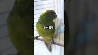 앵무새와 거울의 첫 만남! 놀라운 반응! : 앵무새에게 거울을 보여주면... 충격적인 반응! 마지막에 과학적 반전! ... Mysteries Unraveled