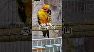 집중력이 놀라운 써니!  #썬코뉴어 #parrot #앵…