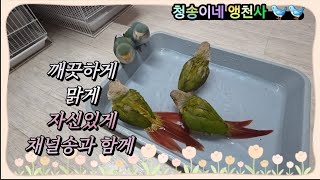 청송이네앵천사 채널송과 함께 앵무새코뉴어, 모란이의신나…