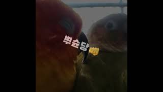 왜 안봐 왜 안봐 #코뉴어자매 @잠깐마뇽