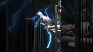 소리 지르면 똘이가 화를 내요~[연구대상 앵무새 똘이뷰…