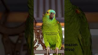 5 Amazing Amazon Parrots You C…