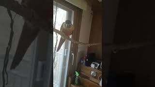 코뉴어앵무새 괴롭히다봉변ㅠ