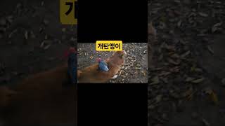 개가 앵무새 산책시키기 #parrot #앵무새 #강아지…