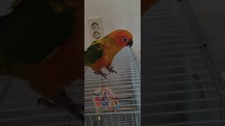 썬코뉴어!! 입양 받음!