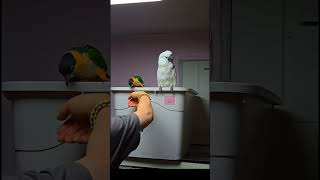 3개월령 카이큐 호출 놀이 시작. 쿠션에 착지하기