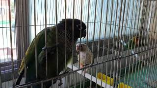 ♡짝짓기♡코뉴어 앵무새_두리가 짝을 찾았습니다.