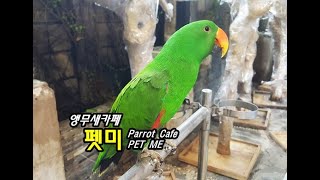 [베트남생활 21] 앵무새카페, 펫미 / Parrot cafe, PET ME~!!!
