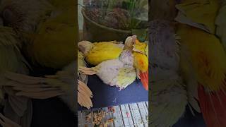 낮잠자기 좋은 영상                                 #앵무새 #이유조 #코뉴어 #문칙코뉴어 #썬칙코뉴어