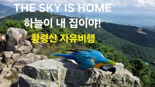 하늘이 집이야 ☁️ | 황령산 위를 나는 청금강앵무 (The Sky is Home – Blue & Gold Macaw Free Flight)