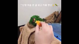 모든게 어색하고 무섭다는앵무새  #Shorts #parrot