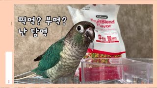 [블루코뉴어] 앵무새 먹방 /eating show  parrot