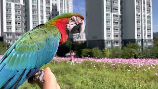 할리퀸 마카우 루카와 코스모스 자유비행