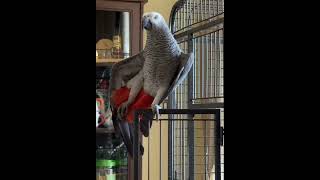 Talking parrot #animals #birds #shorts