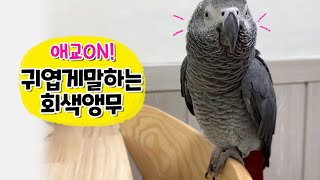 칭찬받고 싶어서 애교폭발한 앵무새 ❣️ 회색앵무 잠바