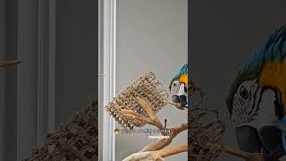 40만원짜리 장난감 박살내는 앵무새 자바트리나무 #앵무…