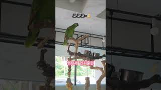 [예삐]앵무새 인지훈련  #아마존  #예삐 #말하는앵무…