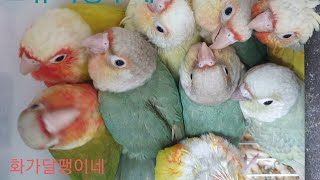 {코뉴어앵무새}아이돌 문칙부터...연예인 썬칙까지...