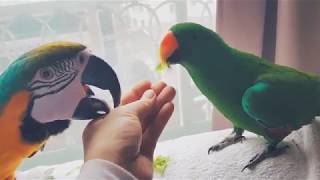 말하는 앵무새 청금강 찬스의 먹방일기 Blue&yellow macaw - parrot talk, food and care