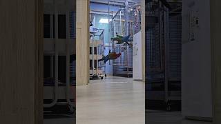 날개뒀다 어따쓰니~ 8살 사춘기 대형앵무새와 안전하게 소통하는 방법 #앵무새 #사춘기앵무새 #소통방법