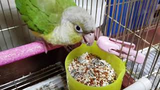 [앵무파파] &#39;모두&#39;가 스스로 알곡을 먹…