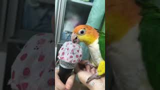 잘못된 만남 노래 부르는 카이큐 앵무새