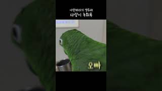 말하는앵무새끼리 대화 일상 #아랑이 #parrot #아…