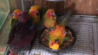 썬코뉴어 앵무새