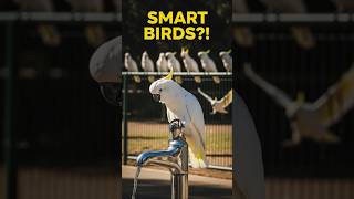Smart Cockatoos Use Public Wat…