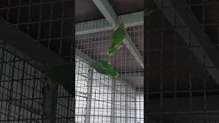 ㅎㅎ아마존C지금 먹이 먹으러 가는 과정입니다 절대 날지 않고6M거리를 이렇게 옵니다 ㅋㅋ