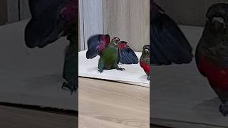 새가슴이란 단어의 의미 #funnyparrot #cut…