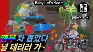 '여러분 개(犬) 새를 아시나요? 자동차 운전에 사람 …