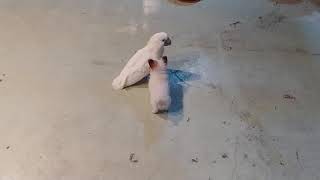 20190610  코카투와 강아지 첫 만남