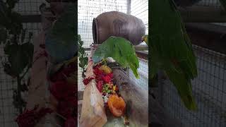 소 많큼 많이 먹는 아마존C 임신 중이라서 그런 가봐요