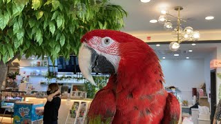 위례 에덴파크 탐방기 (출연:사랑앵무, 모란앵무, 홍금강, 코뉴어 등)