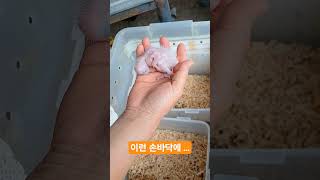 앵무새-검은머리 카이큐 새똥