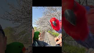 #뉴기니아앵무새 #럭키 #등산장비as