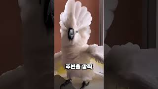 앵무새 계의 파괴왕.. 엄브렐라 코카투 #앵무새 #parrot #shorts