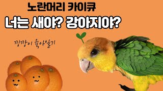 노란머리 카이큐 낑깡이 눕방