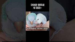 귀여운 앵무새 두 마리  퀘이컹앵무새 부리 모란앵무 옹심이  #반려동물  #birds #parrot