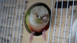 [코뉴어] 파인애플 코뉴어 알통 숨바꼭질 영상