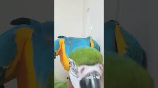 셀카보고 위협하는 앵무새 #animal #parrot …