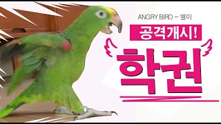 초록이랑 싸우는 별이~~ 무적의 학권!! / 막말과 수다는 덤 / 앵무새가 개콘보다 더 웃기다!!  / 사람과 대화 가능앵무새 / ANGRY BIRD