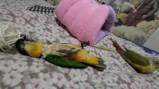 검은머리카이큐