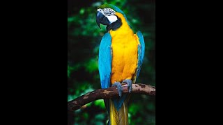 Burung Macaw