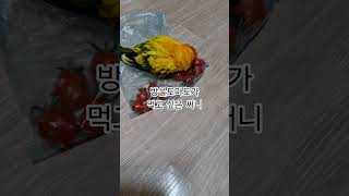 써니야 방울토마토 먹어 봤어?  #썬코뉴어 #parro…