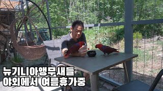 뉴기니아앵무새들의 여름 휴식 eclecuts parrot Summer Break