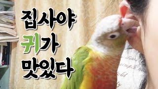 클럽가면 인싸될 것 같은 코뉴어 앵무새